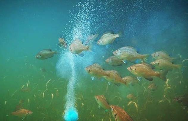 Cebo innovador para pescar Fish Megabomb: que é realmente?