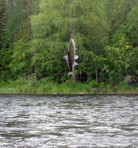 Лучшие места для рыбалки в Карелии 2023 дикарем - практический опыт с фото и советами