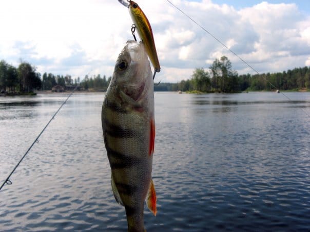 Рыбалка в Ленинградской области дикарем - широкие возможности для всех рыболовов