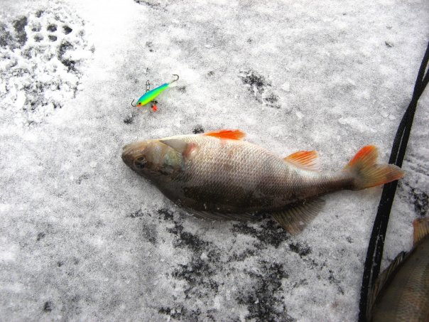Wintervissen in de regio Moskou - het seizoen 2023 is geopend