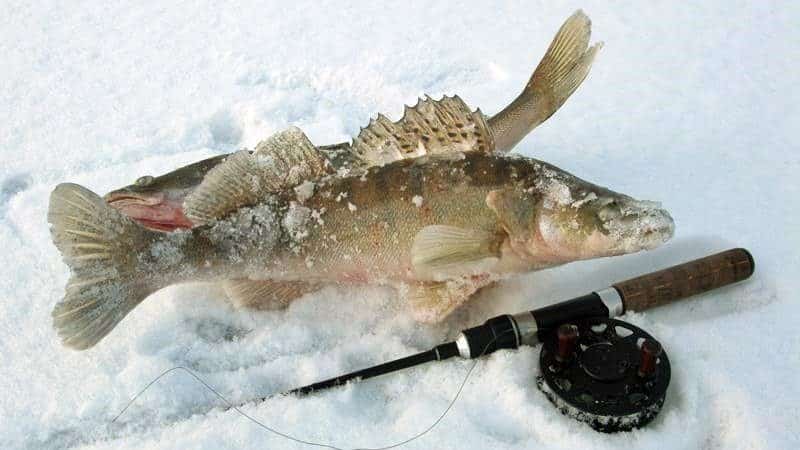 Як правильно ловити судака на тюльку взимку: оснастка, насадка, риболовля