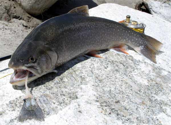 Рыба голец - фото и описание, где обитает, как ловить и готовить