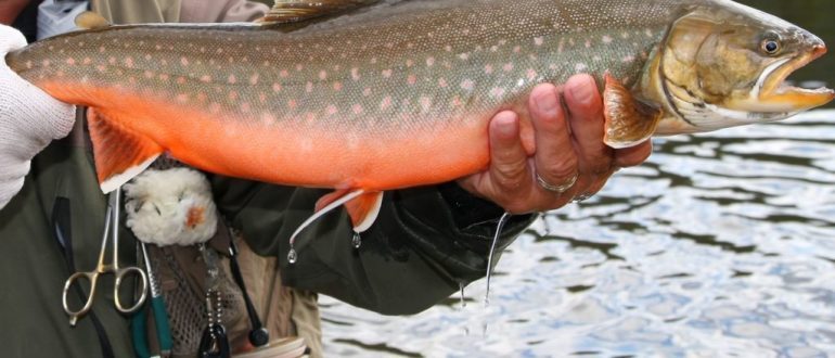 рыбалка на хищную рыбу видео. Смотреть фото рыбалка на хищную рыбу видео. Смотреть картинку рыбалка на хищную рыбу видео. Картинка про рыбалка на хищную рыбу видео. Фото рыбалка на хищную рыбу видео рыбалка на хищную рыбу видео. Смотреть фото рыбалка на хищную рыбу видео. Смотреть картинку рыбалка на хищную рыбу видео. Картинка про рыбалка на хищную рыбу видео. Фото рыбалка на хищную рыбу видео