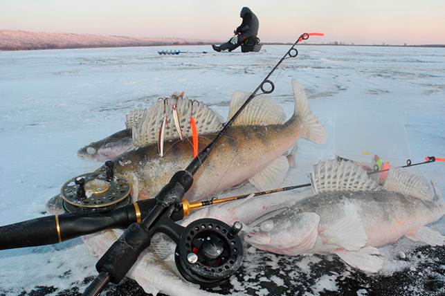 Как правильно ловить судака на тюльку зимой: оснастка, насадка, рыбалка