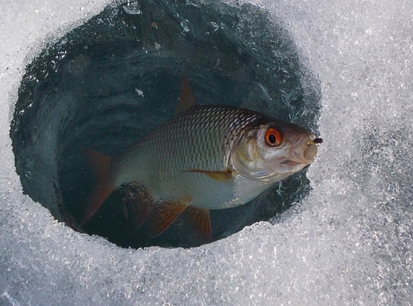 Зимняя рыбалка в Подмосковье - сезон 2021-2022 годов открыт