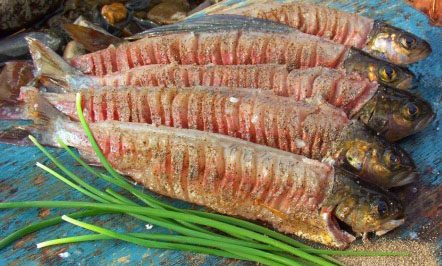 Рыба кунджа - описание, повадки, ареал обитания и рыбалка