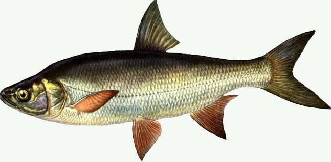 Asp là loại cá gì, môi trường sống, thói quen, cách đánh bắt và nấu ăn