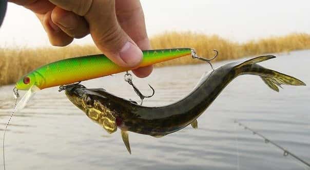 Catching pike on wobblers on lakes and rivers, at different depths