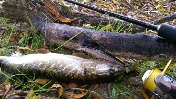 Catching pike on wobblers on lakes and rivers, at different depths