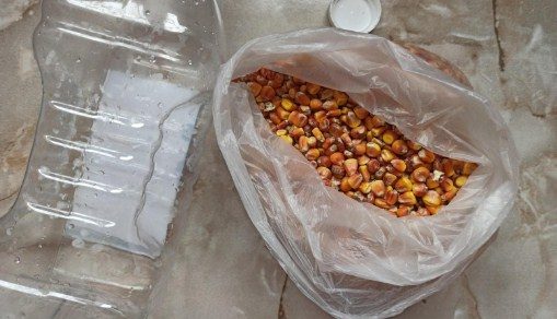 Hvordan man laver og opbevarer fermenteret majs til fiskeri