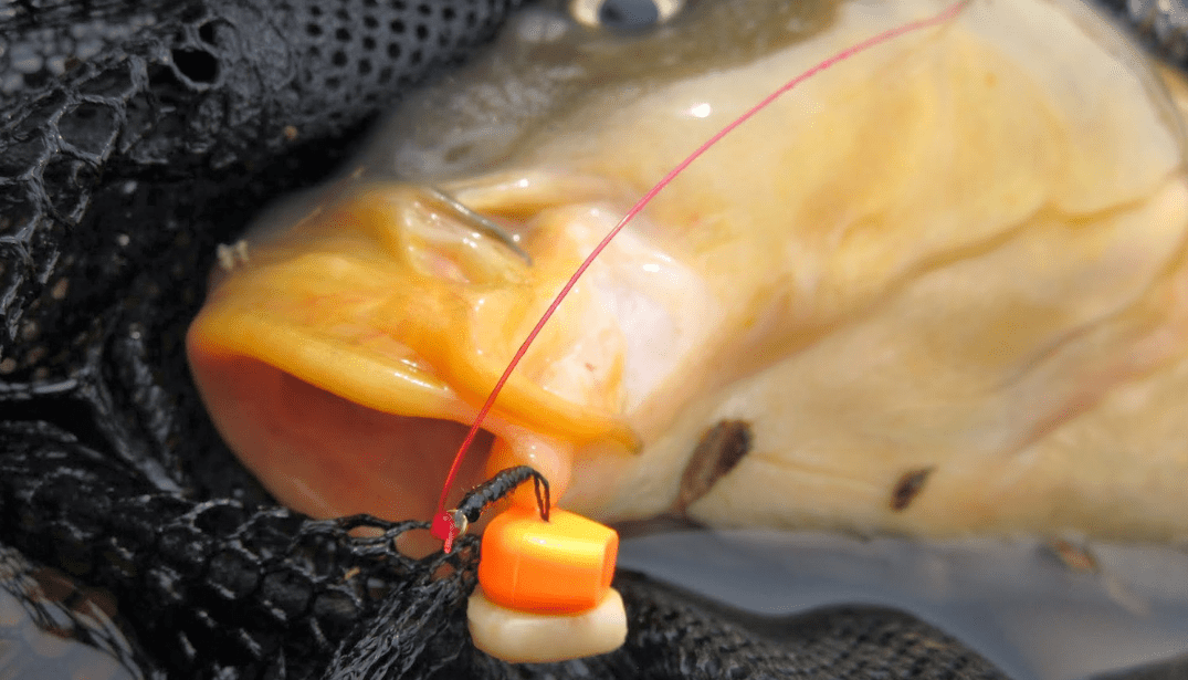 मछली पकड़ने के लिए किण्वित मकई कैसे बनाएं और स्टोर करें