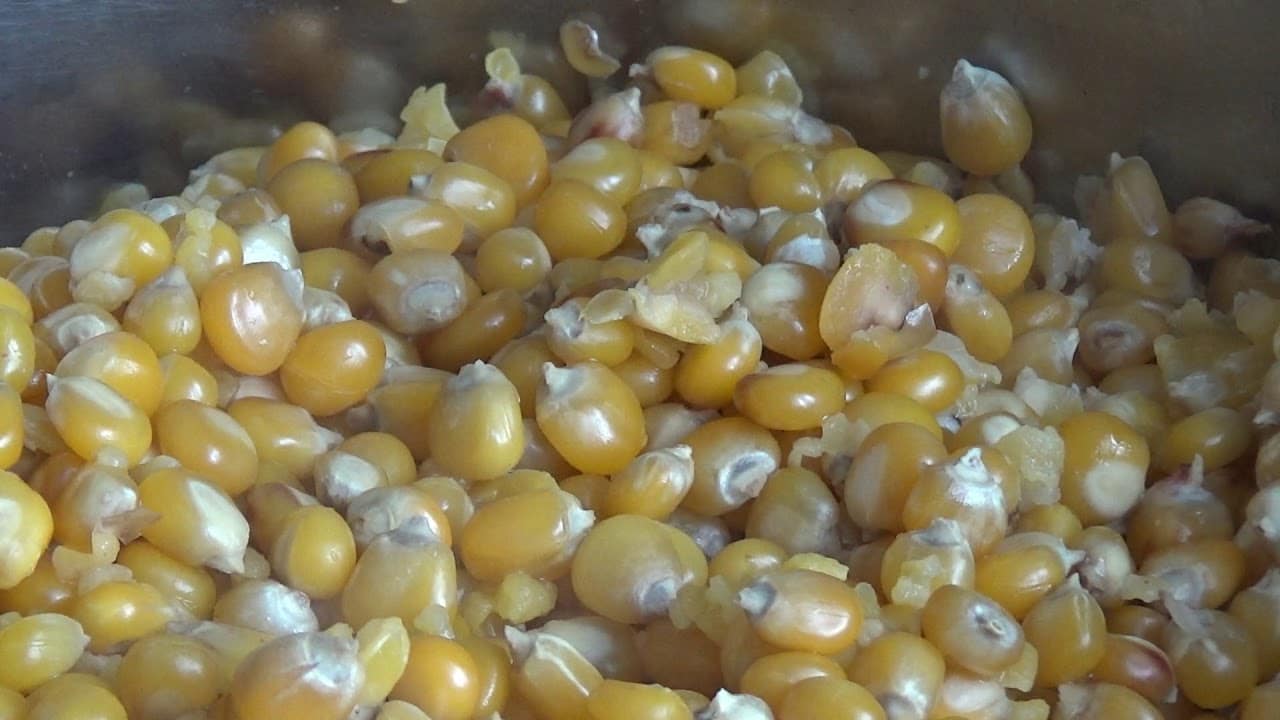 Hvordan man laver og opbevarer fermenteret majs til fiskeri
