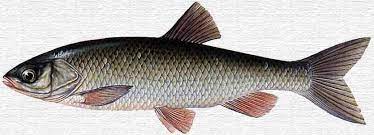 Рыба голавль: описание, повадки, поиск, ловля и приготовление