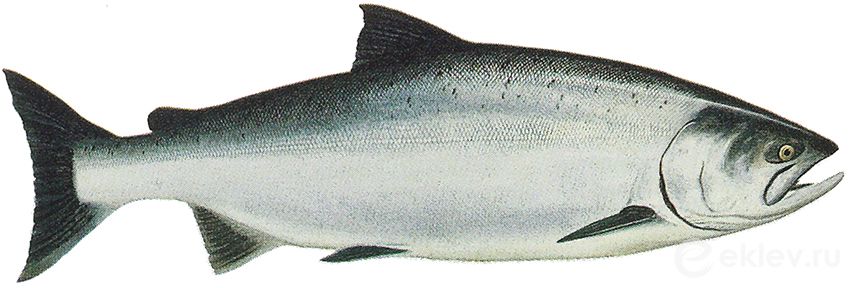 Что за рыба чавыча: фото и описание, где водится, как ловится