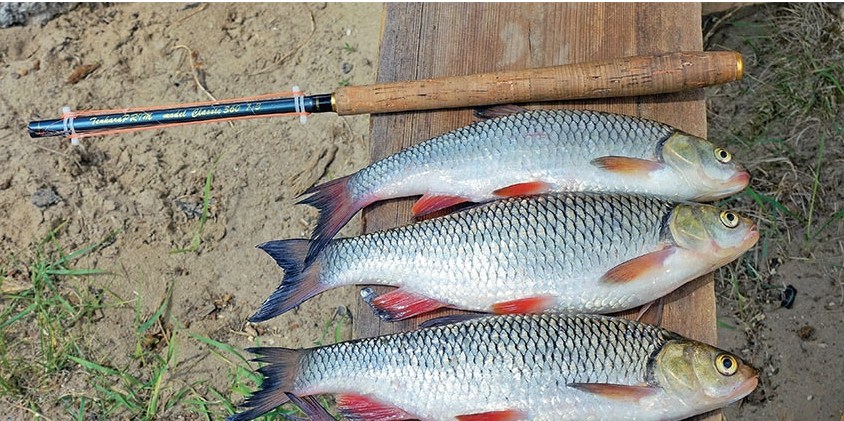 Рыбалка нахлыстом для начинающих: снасти, мушки и особенности рыбалки