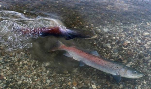 Рыба таймень: описание и фото, как ловить и приготовить